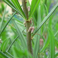 Polygonatum roseum 